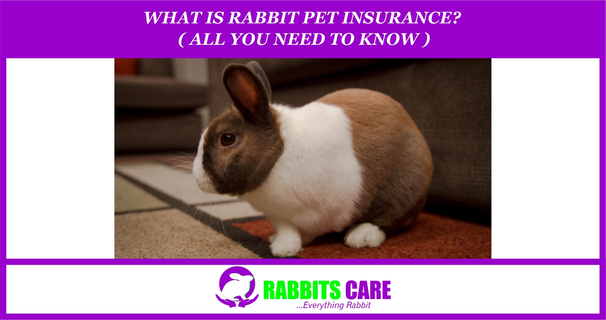 What is Rabbit pet insurance? ( All you need to Know ) - Rabbits Care