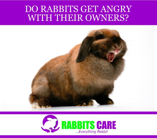 Do Rabbits Get Angry With Their Owners?