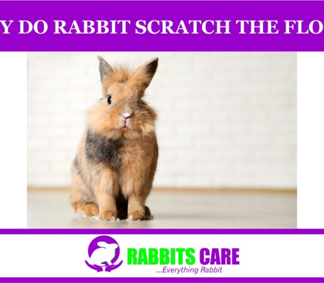 Why do Rabbit Scratch the Floor?