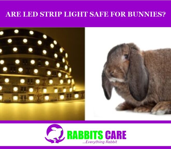Are led strip lights safe for bunnies