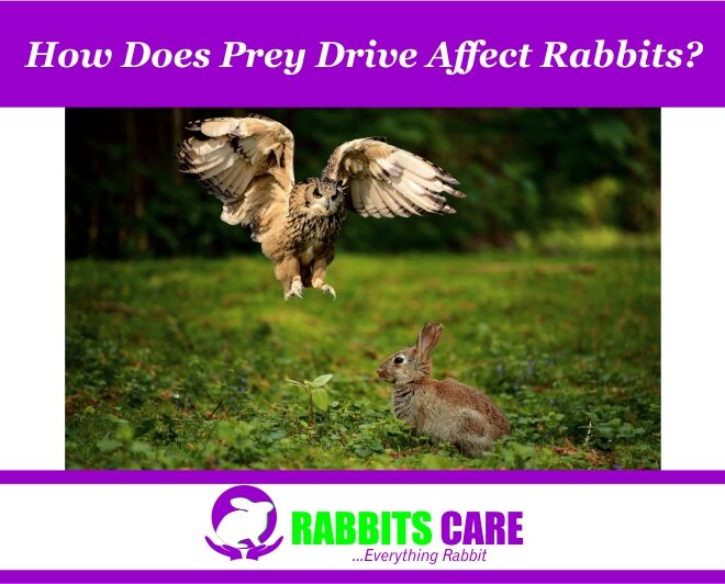 How does prey drive affect rabbits?